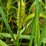 Carex hirta Hoja