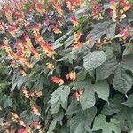 Mina lobata Habit