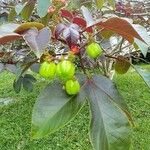 Jatropha gossypiifolia Frucht