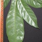 Chrysophyllum venezuelanense Otro
