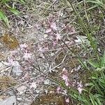 Silene flos-cuculi Outro