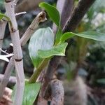 Dendrobium amethystoglossum Liść