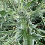 Cirsium echinatum 花