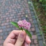 Spiraea japonica花