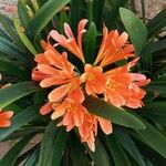 Clivia × cyrtanthiflora Flor