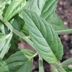 Epilobium roseum Fuelha