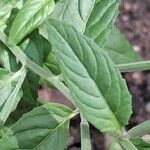 Epilobium roseum Leaf