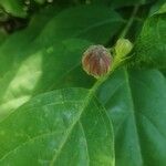 Calycanthus floridus树皮