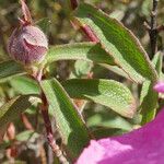 Cistus x purpureus Levél