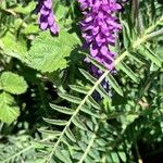 Vicia incana Квітка