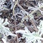 Salvia fruticosa Bark