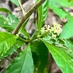 Psychotria horizontalis Hostoa
