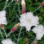 Dianthus plumarius Kukka