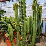 Euphorbia candelabrum Hàbitat