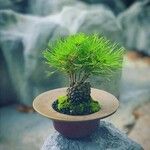 Pinus thunbergii Blad