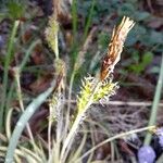 Carex oshimensis Fleur