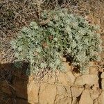 Artemisia caerulescens Λουλούδι