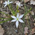 Ornithogalum orthophyllum Kvet