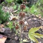 Leonurus cardiaca Fruit