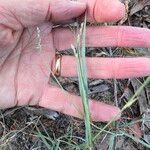 Eragrostis elongata ശീലം