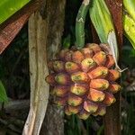 Pandanus purpurascens Fruto