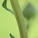 Calendula stellata Rinde