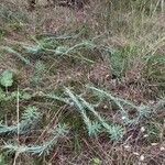 Euphorbia seguieriana Leaf