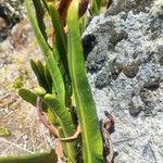 Elaphoglossum minutum Feuille