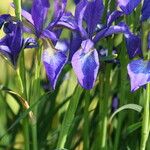 Iris typhifolia