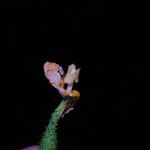 Momordica foetida Flower