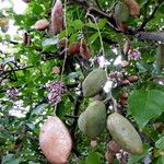 Terminalia catappa Fruit