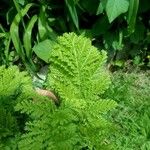 Artemisia annua Blatt