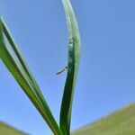 Carex parviflora Other