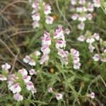 Bellardia trixago Fleur