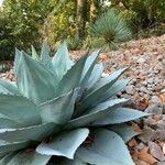 Agave havardiana 叶