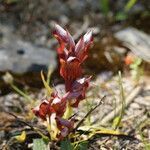 Serapias orientalis Flor