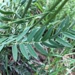 Oxytropis campestris Hoja