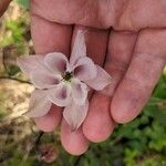 Aquilegia vulgaris 花