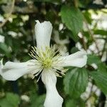 Clematis mauritiana Fleur