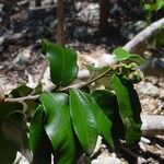 Lethedon salicifolia Лист