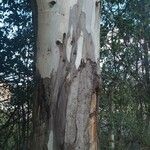 Eucalyptus globulusBark