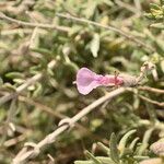 Teucrium subspinosum Blomma