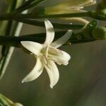 Plocama pendula Цветок