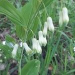 Polygonatum multiflorumCvet