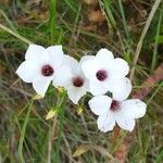 Linum suffruticosum Flor