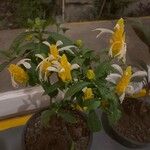 Pachystachys lutea Deilen