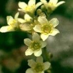 Saxifraga paniculata Virág