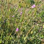 Erodium botrys Flor