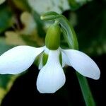 Galanthus elwesii Fula