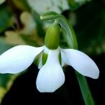 Galanthus elwesii Flower